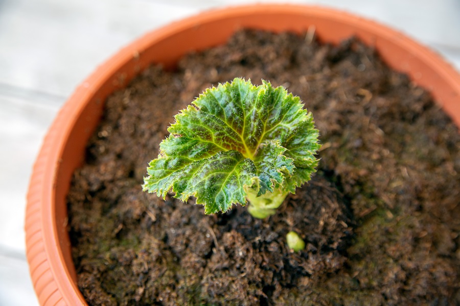 Comment cultiver un bégonia tubéreux en pot